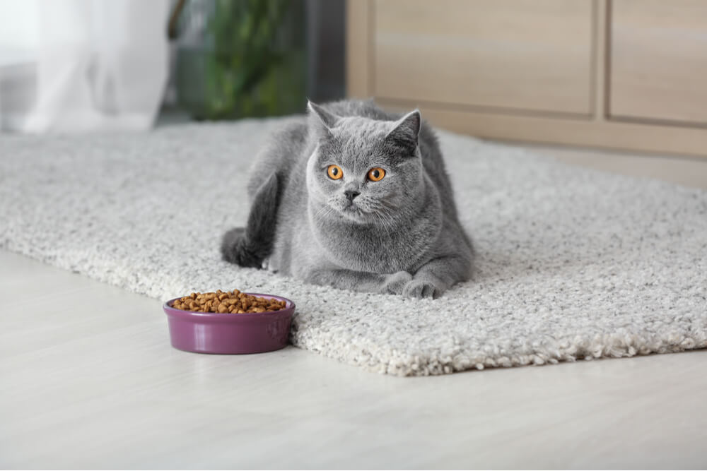 cat refusing to eat out of a bowl