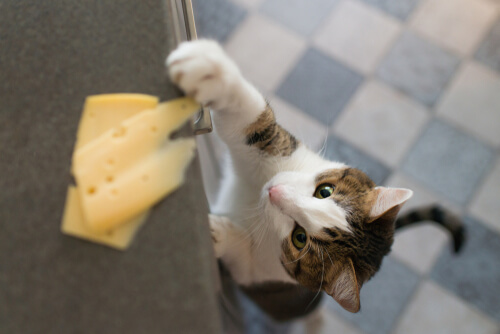 Image portraying a cat attempting to steal a piece of cheese