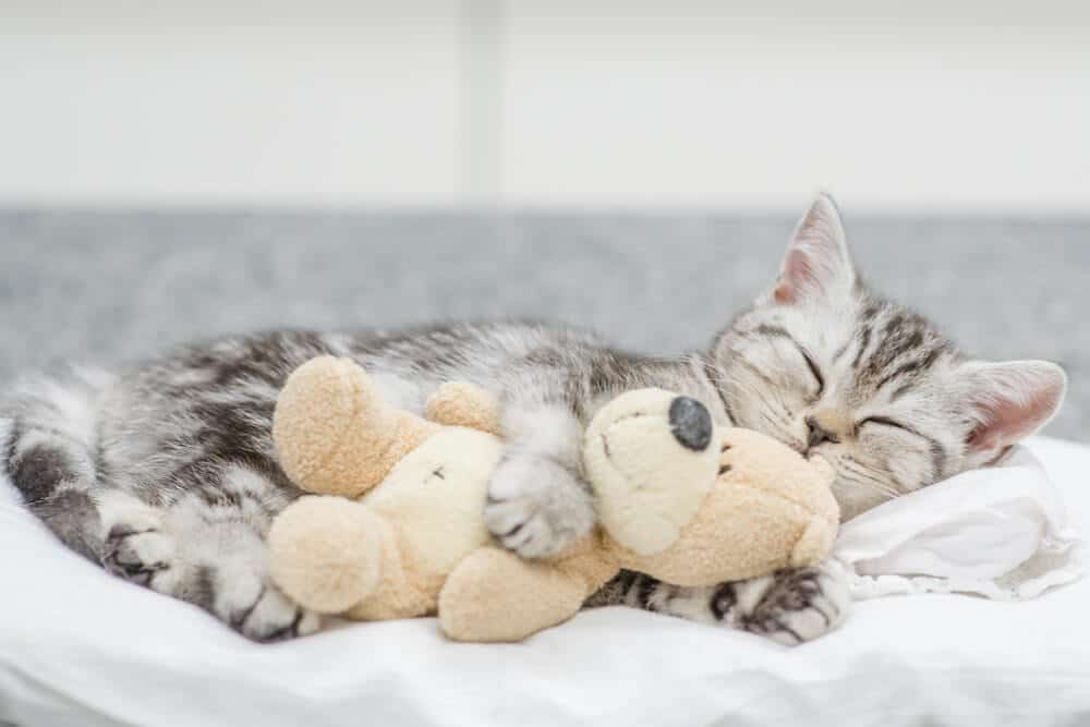 Image of a cat resting with a toy while experiencing a cold