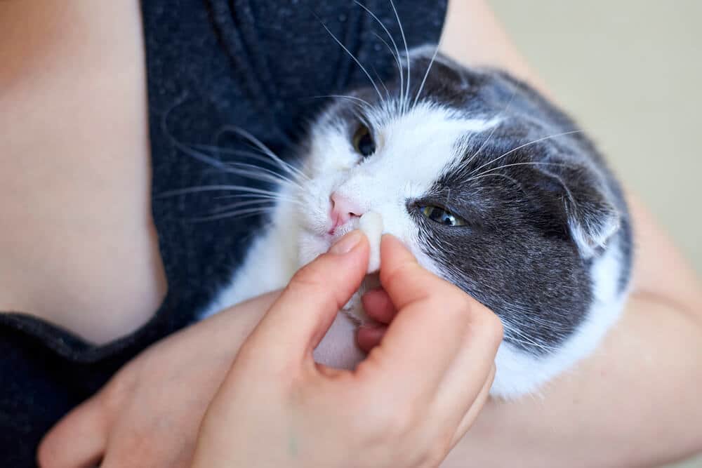 Cat with a cold, pictured wiping its nose with a paw, displaying signs of illness and discomfort.