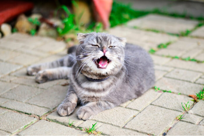 An image capturing a cat in the act of sneezing.