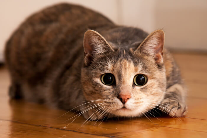 A wide-eyed cat in the midst of "zoomies," wearing an exhilarating and slightly wild expression as it races around with uncontainable energy.