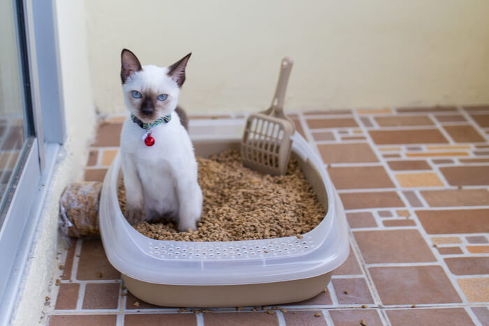 Cat inside a litter box.