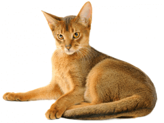 Abyssinian cat