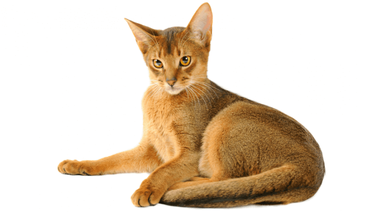 Abyssinian