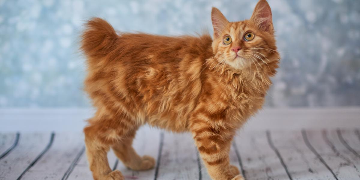 American Bobtail cat