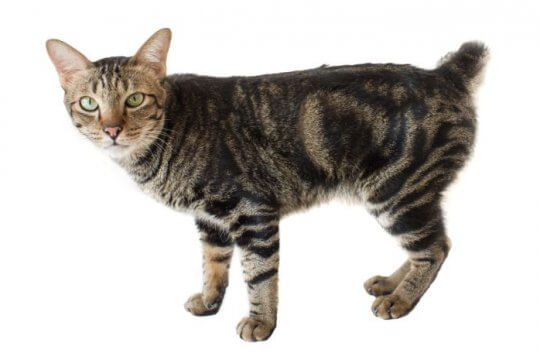 American Bobtail