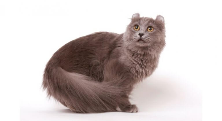 American Longhair