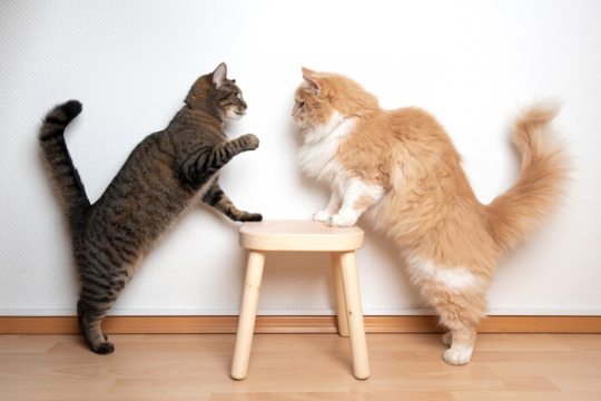 Are My Cats Playing or Fighting?