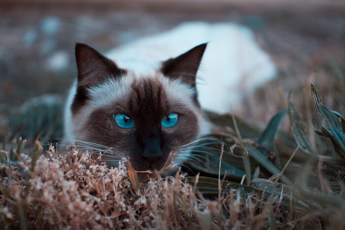 Balinese Cat Care