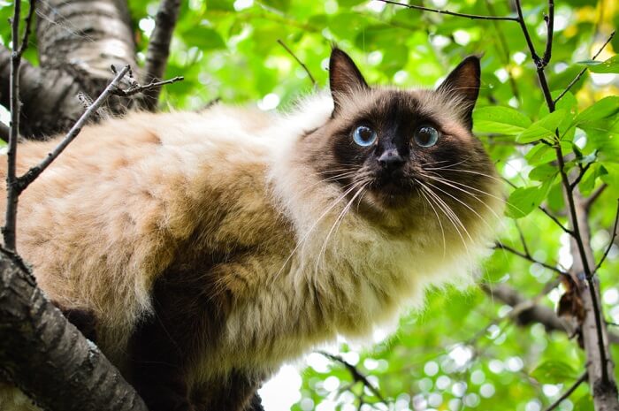 Balinese Cat History