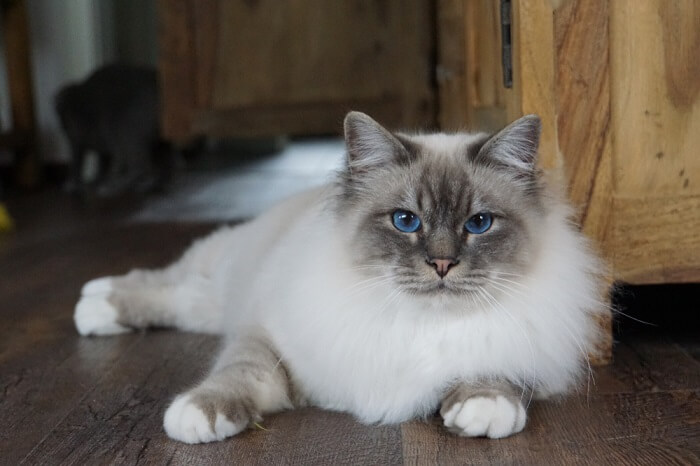 An image capturing the regal essence of a Birman cat, showcasing its striking appearance and composed disposition.