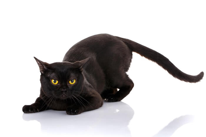 Bombay black cat