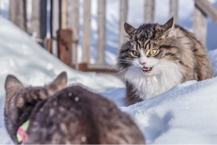 Cats fighting in the snow