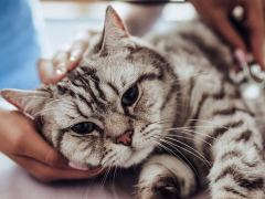 Cat undergoing a veterinary check-up, with a caring veterinarian examining its ears, while the cat sits calmly on the examination table, illustrating a responsible approach to pet healthcare.