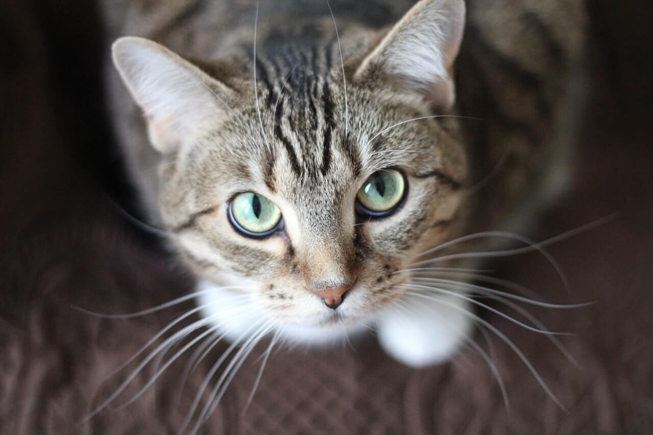 A cat looking directly at the camera, engaging with the viewer and exhibiting its captivating gaze