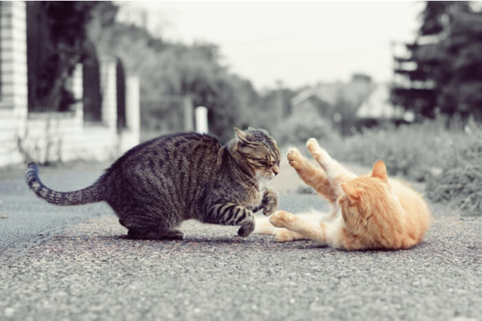 Cats playing or fighting