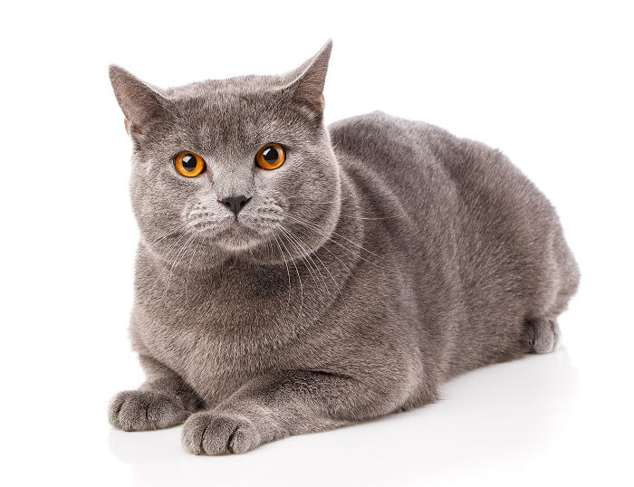 Chartreux cat