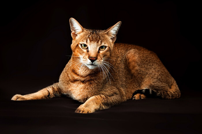 Chausie cat