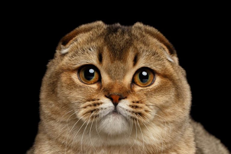 About the Scottish Fold Cat