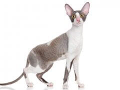 Cornish Rex cat