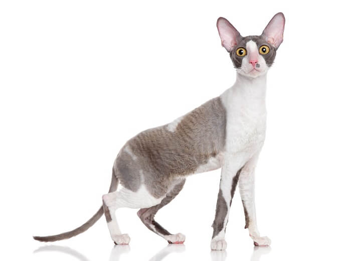 Cornish Rex cat