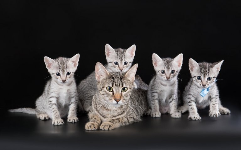 Egyptian Mau Cat Care