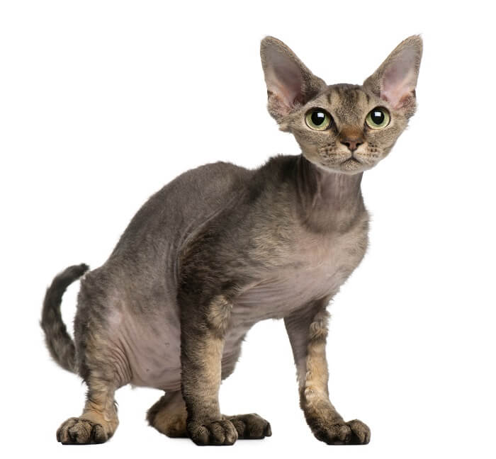 Devon Rex cat