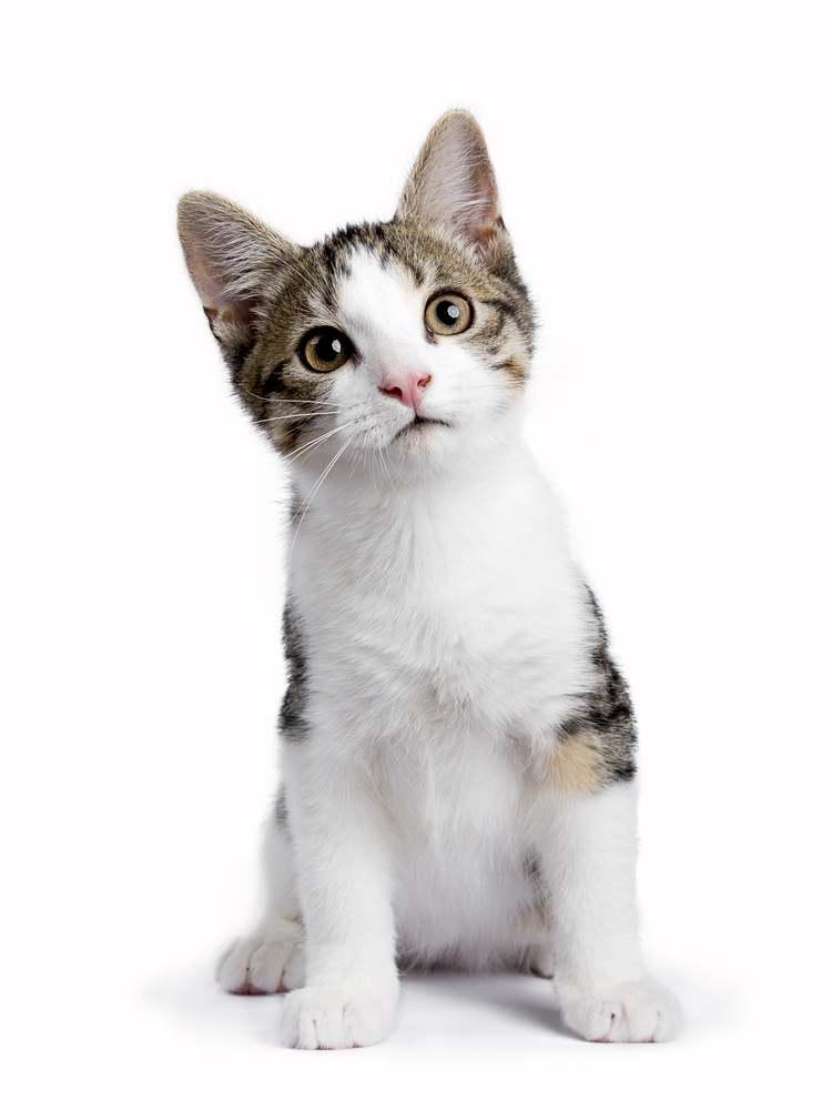 European Shorthair Cat History