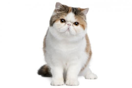 Exotic Shorthair