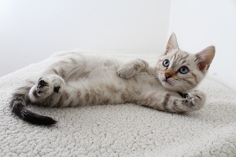 A playful kitten peacefully sleeping on its back, displaying a carefree and endearing moment of rest during playtime