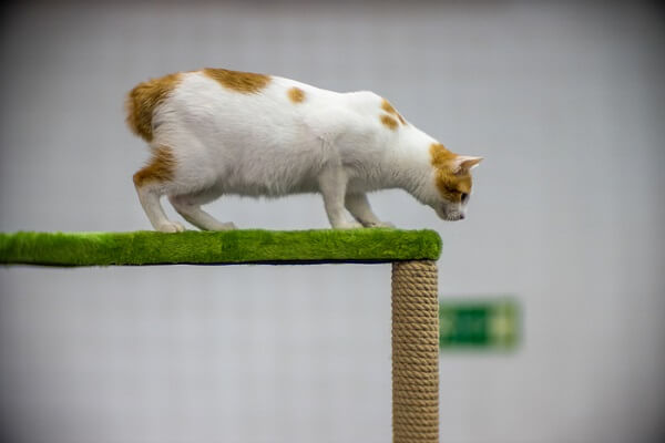 Japanese Bobtail cat