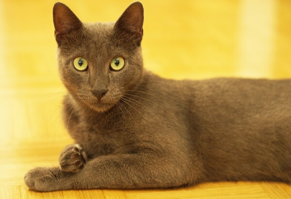 About the Korat Cat