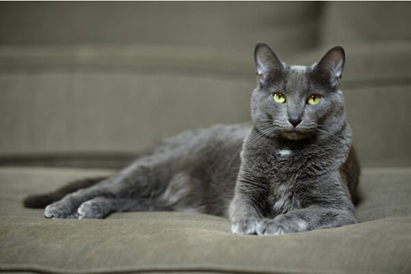 About the Korat Cat