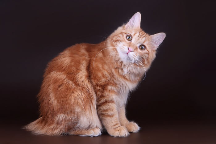 About the Kurilian Bobtail Cat