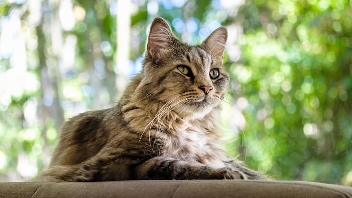 Maine Coon cat