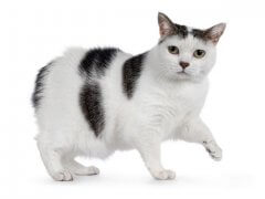 Manx cat