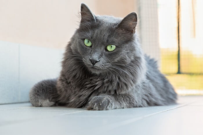 Nebelung Cat History