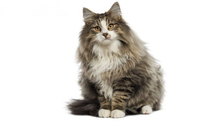 Norwegian Forest