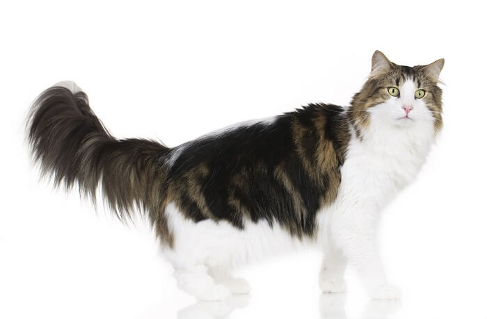 Norwegian Forest Cat