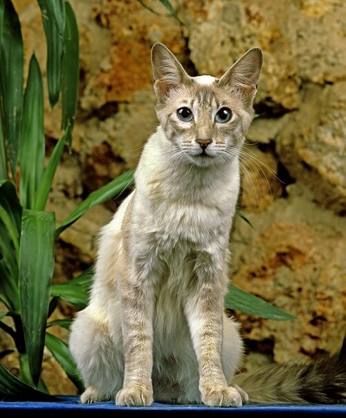 Oriental Longhair Cat Care