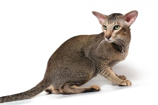 Oriental Shorthair