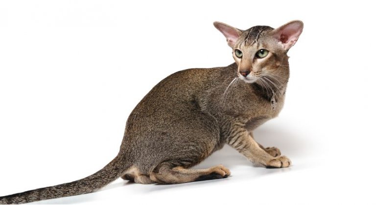 Oriental Shorthair