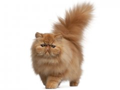 Persian cat