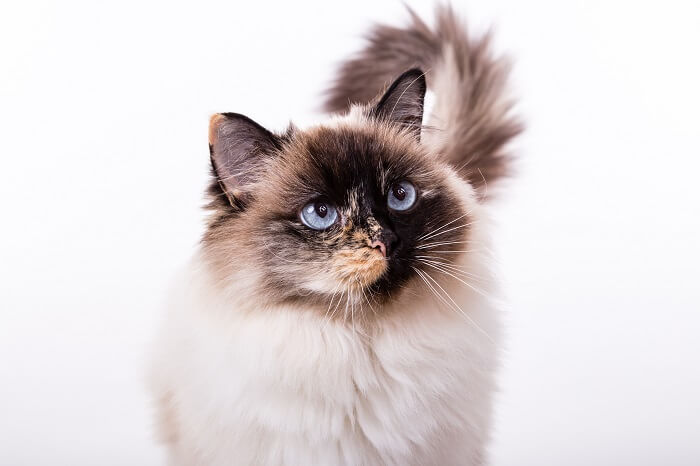 Ragdoll cute