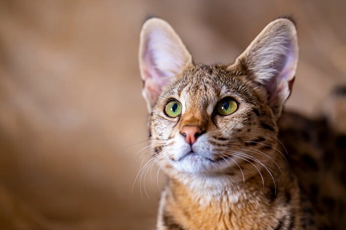 Image of a Savannah cat, a breed known for its striking appearance resembling a wild African serval, showcasing its unique and captivating features.