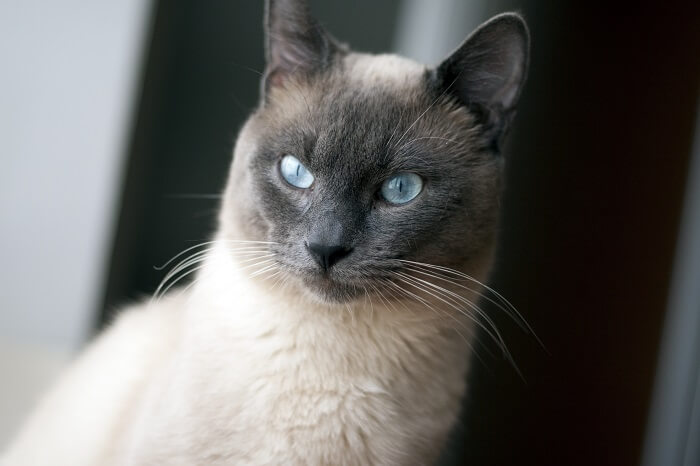 Siamese cat