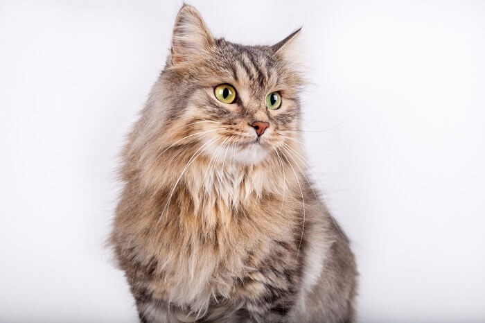 Siberian Cat