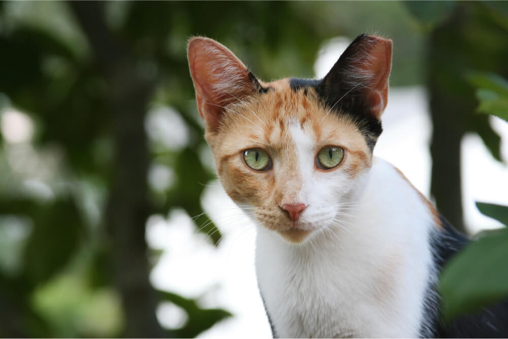 Feral cat with TNR eat tip