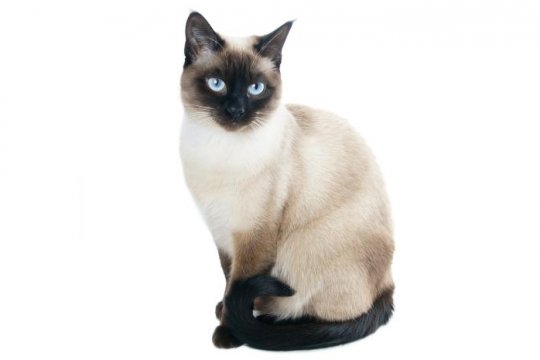 Thai Cat (Old-Style Siamese)